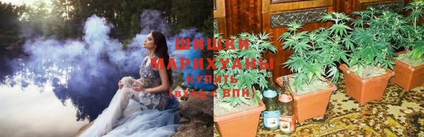 сатива Арсеньев